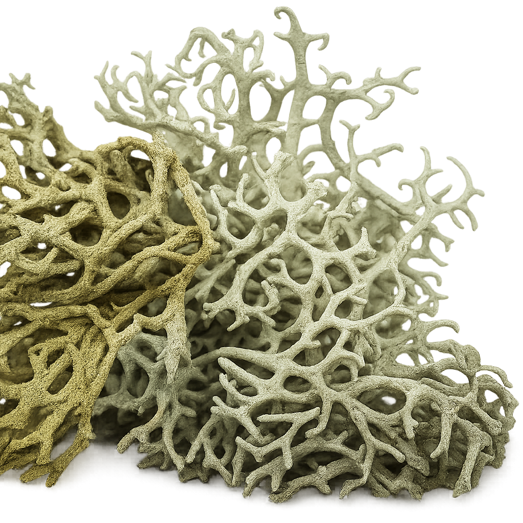 Oakmoss